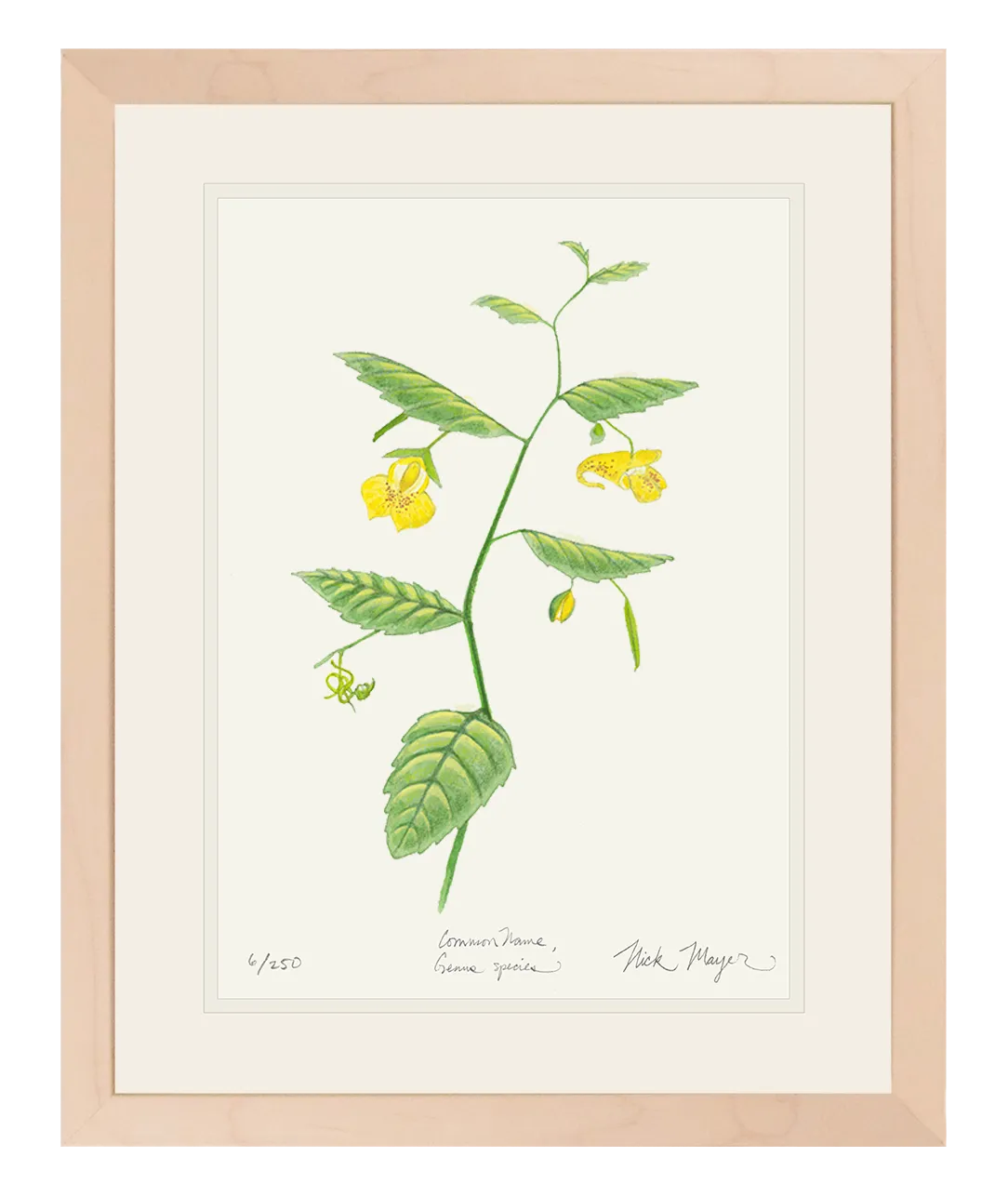 Pale Jewelweed Wildflower Print