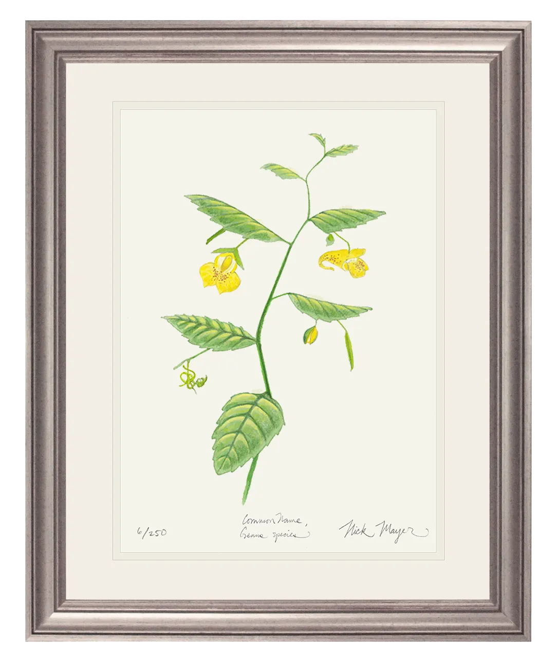 Pale Jewelweed Wildflower Print