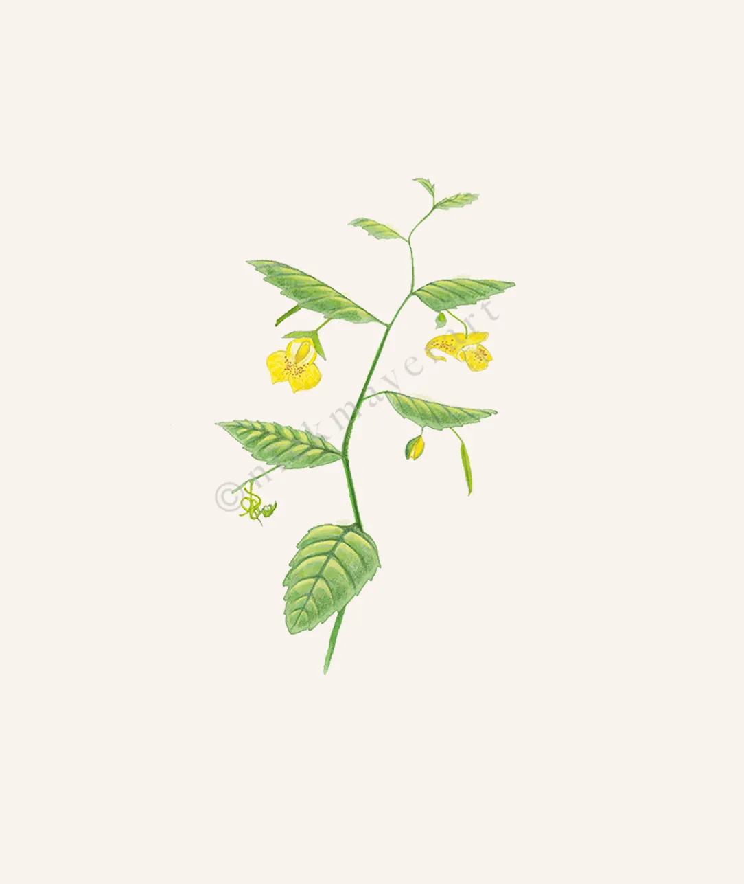 Pale Jewelweed Wildflower Print