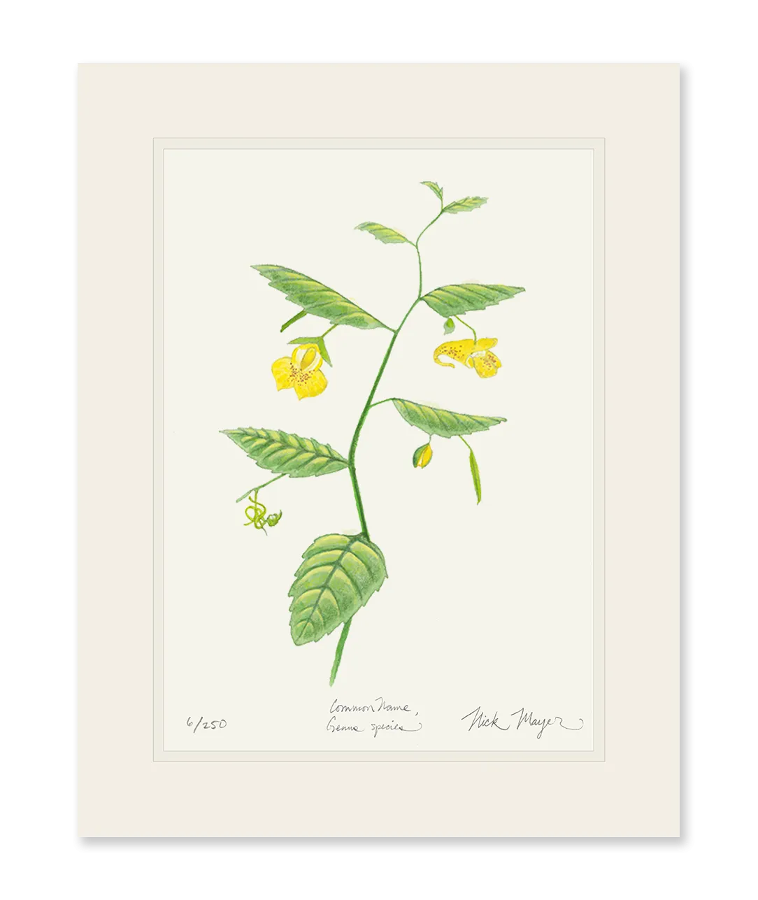 Pale Jewelweed Wildflower Print