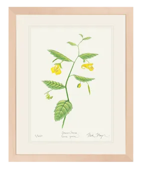 Pale Jewelweed Wildflower Print