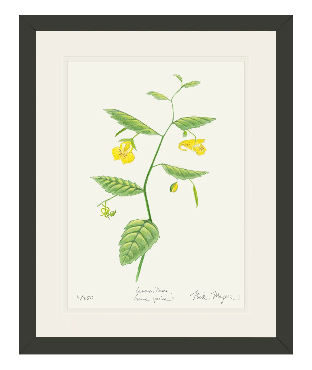 Pale Jewelweed Wildflower Print